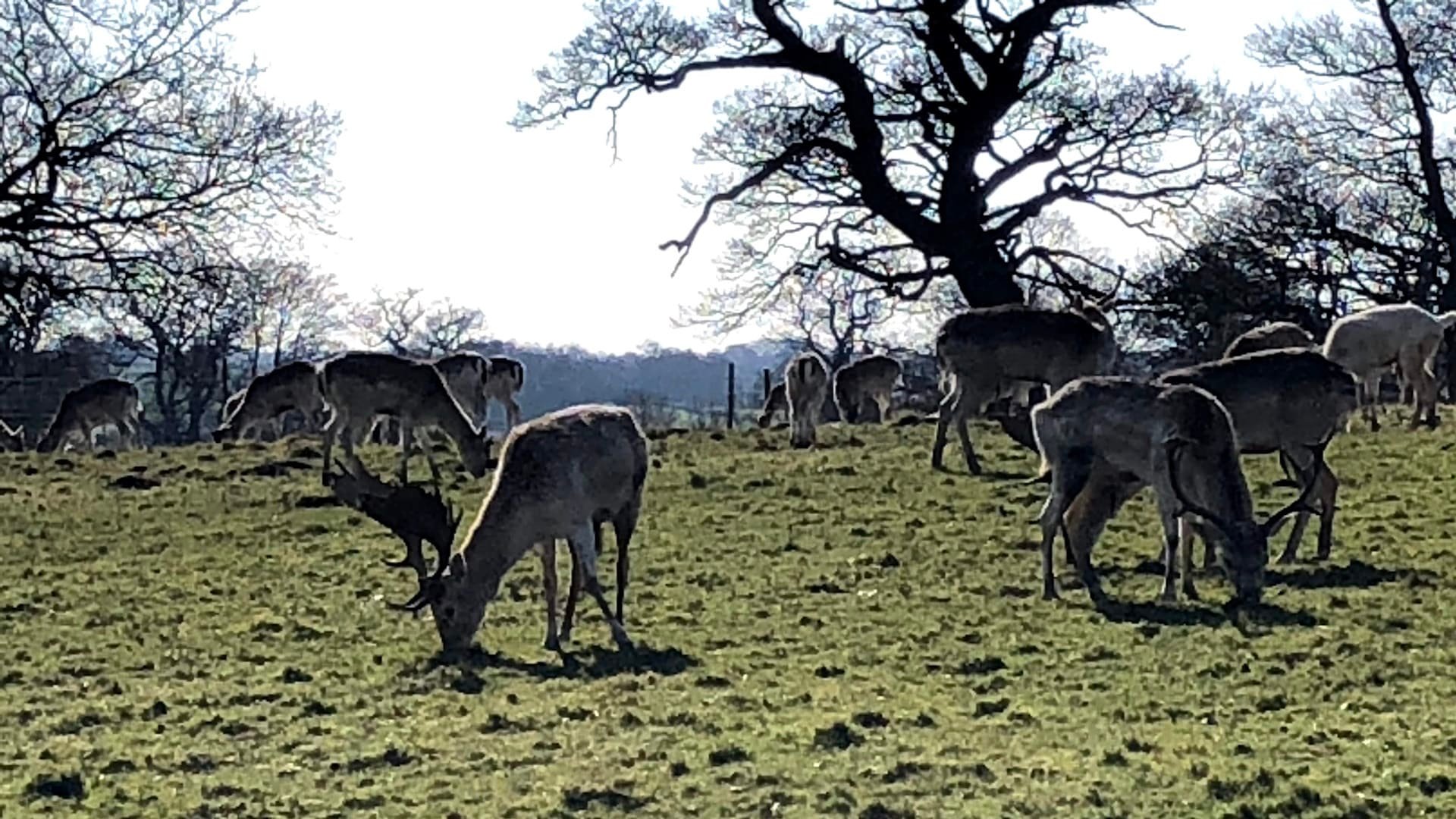 Ripley Castle - Deer Park