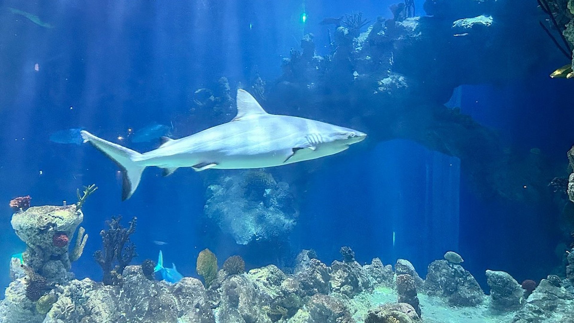 The Deep - Shark Coral Reef