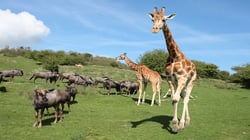 Port Lympne Hotel & Reserve