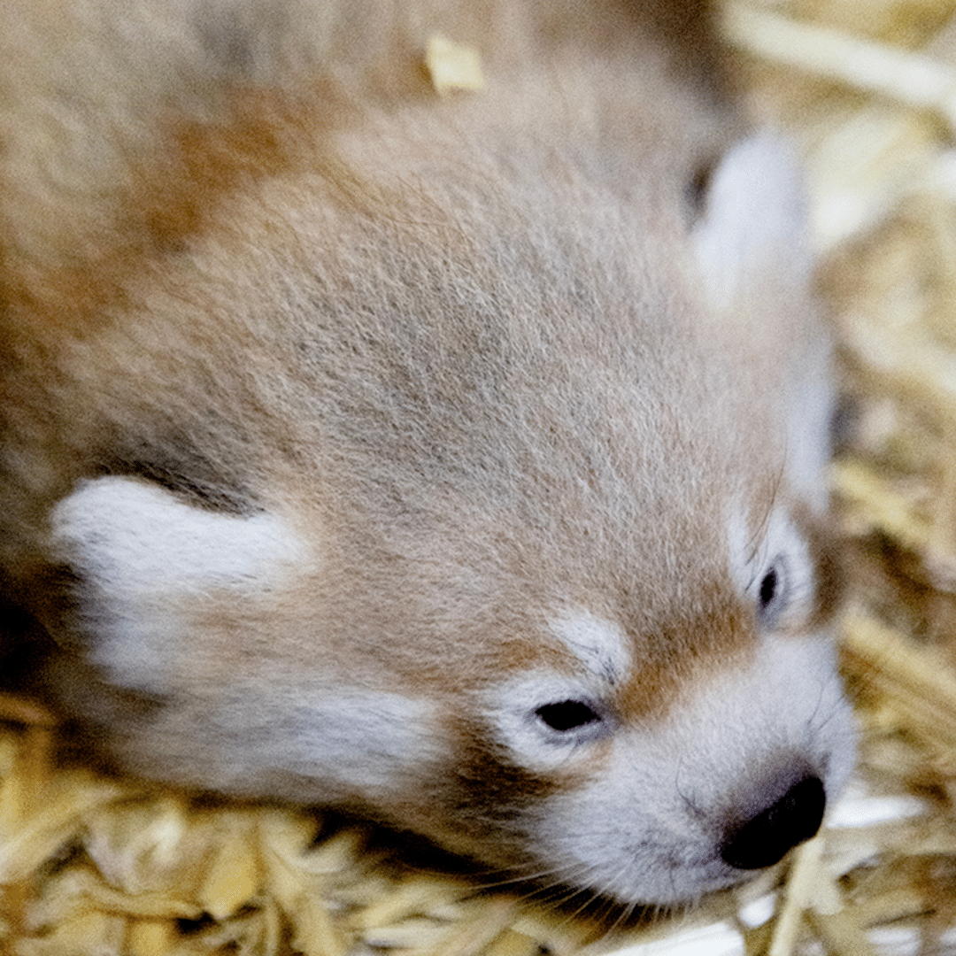Flamingo Land Resort - Newborn Red Panda Cub