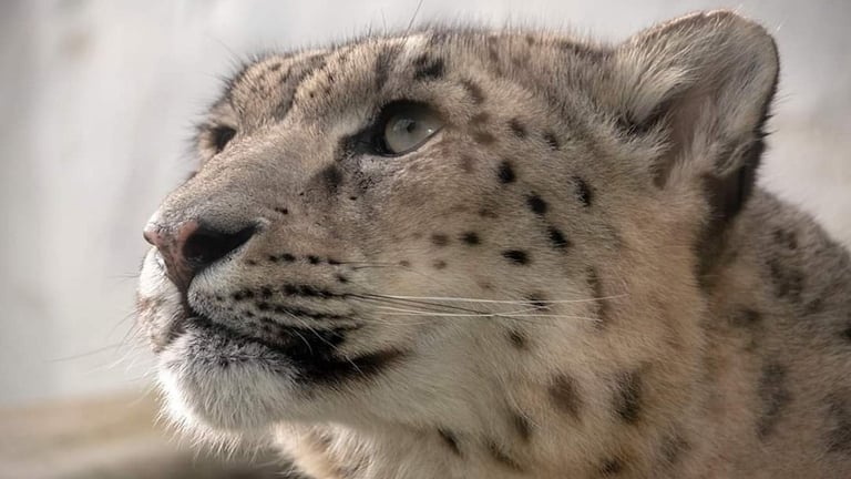 Lakeland Wildlife Oasis Big Cat 768x432