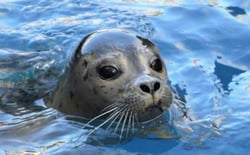 Seal