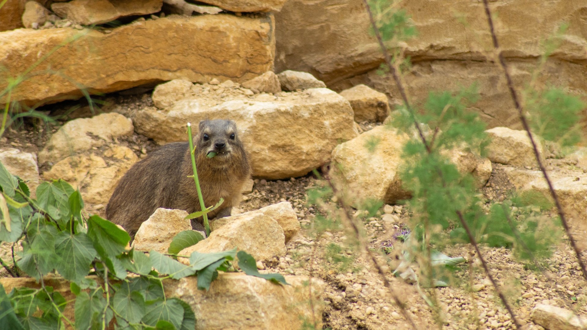 Marwell Zoo - Animals