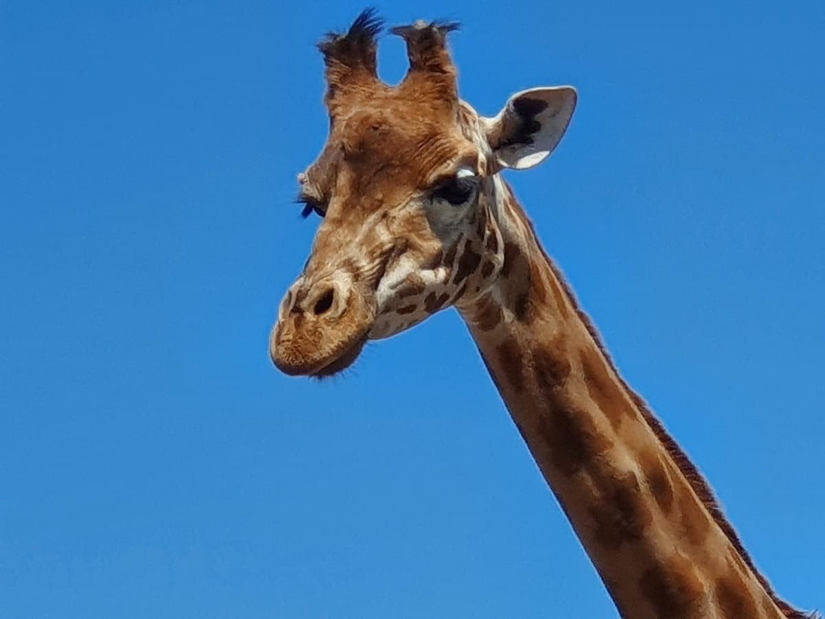 South Lakes Safari Zoo - Giraffe