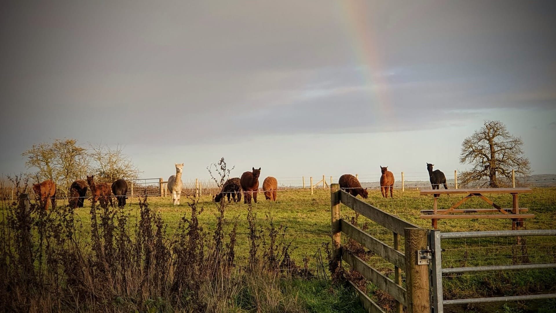 Frankly Alpacas - Rainbow