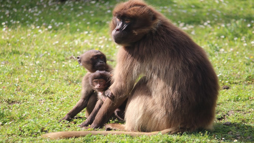 Howletts - Gelada Baboon