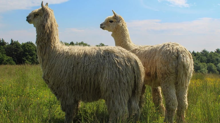 Frankly Alpacas 768x432
