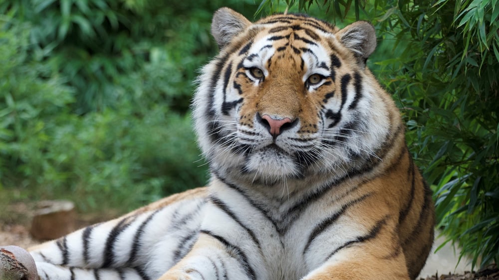Colchester Zoo - Amur Tiger