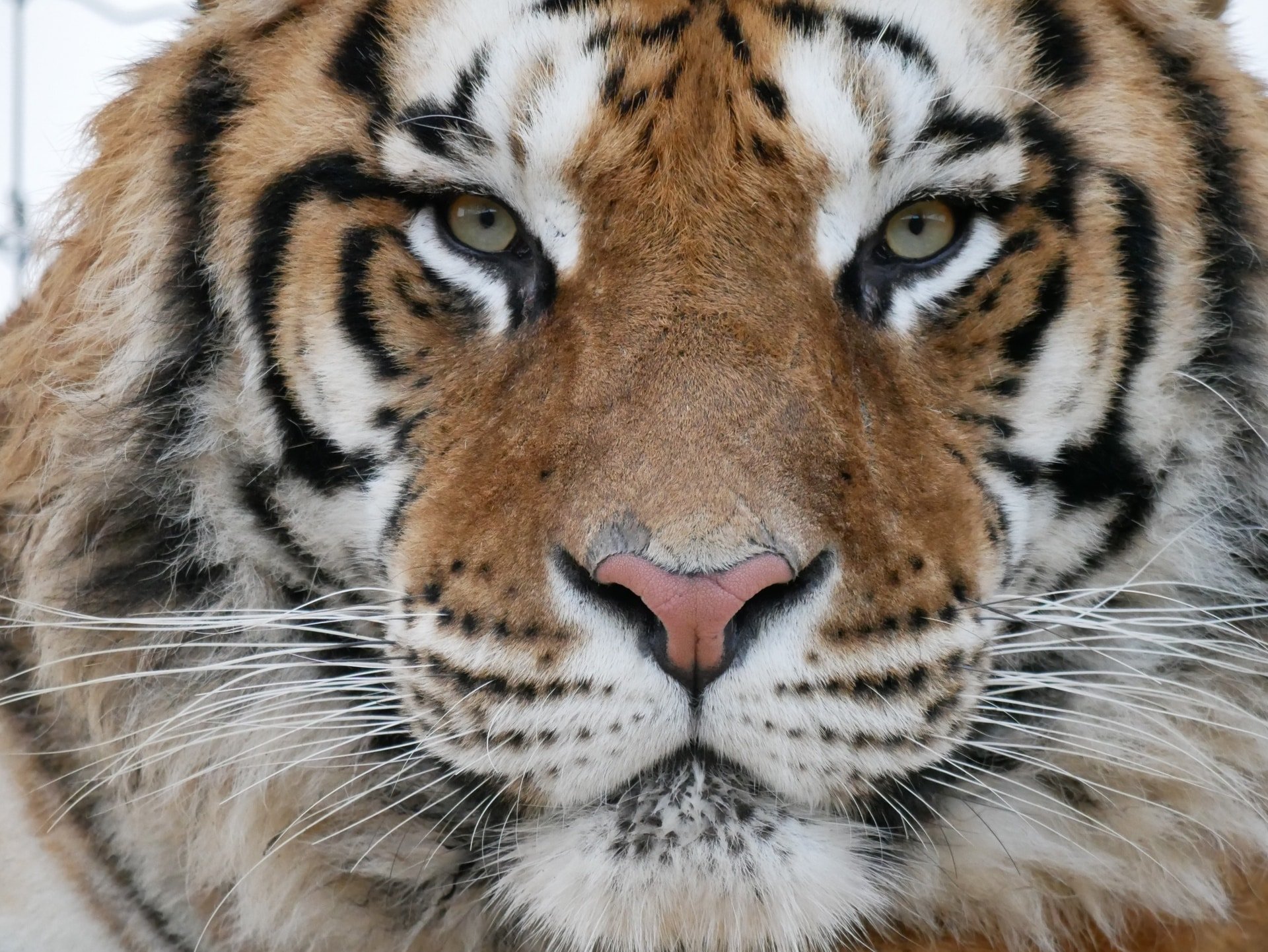 Lincolnshire Wildlife Park - Bengal Tiger