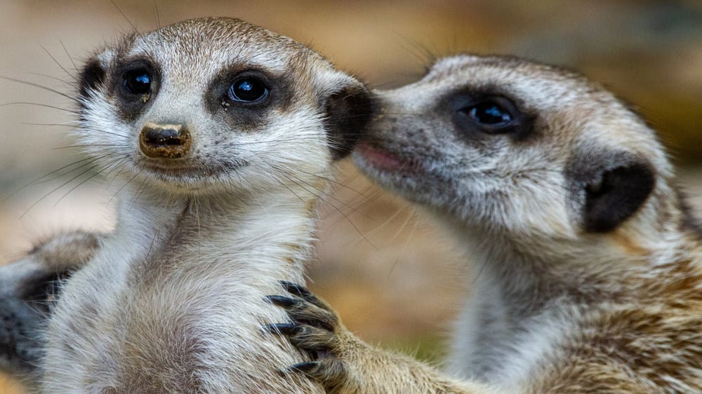 Bridlington Animal Park - Meerkats