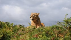 Woburn Safari Park - Lion
