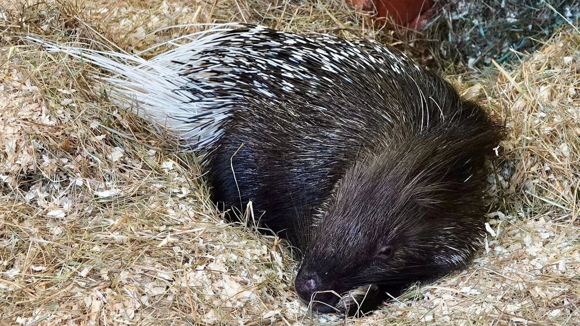 Ark Wildlife Park