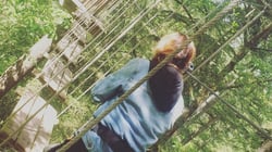 Go Ape Wyre Forest