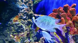 Bristol Aquarium