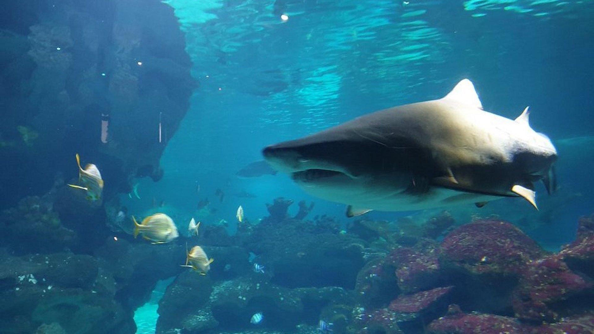 Blue Planet Aquarium - Shark