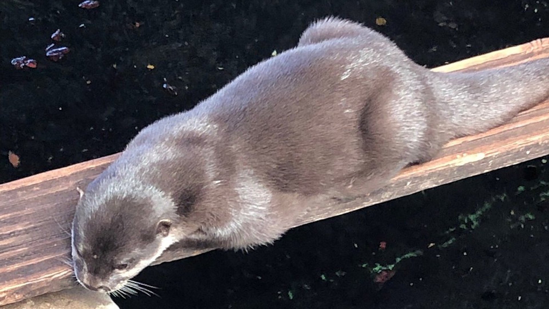 Blue Reef Aquarium Portsmouth - Asian Short Claw Otter