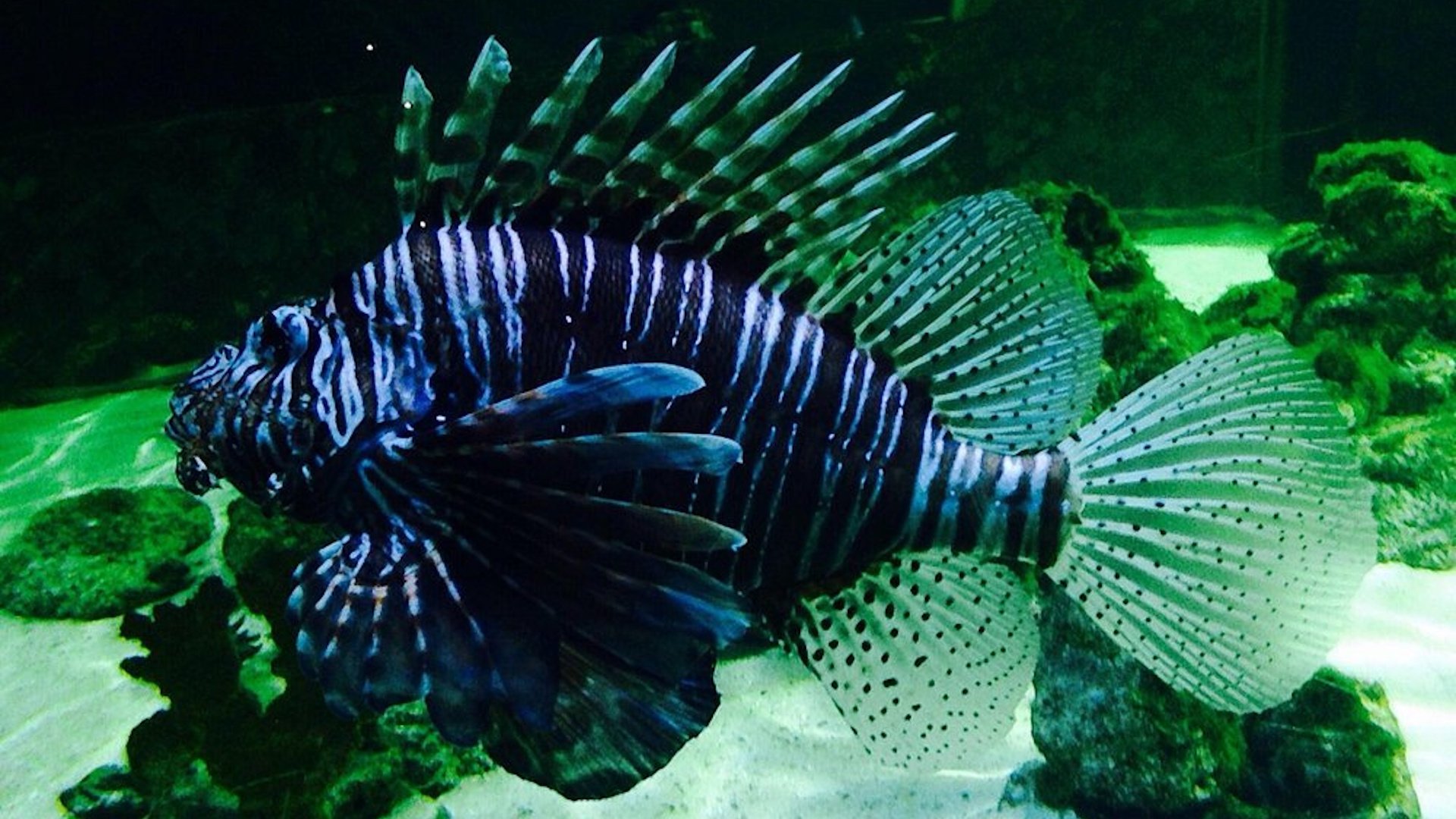 Blue Reef Aquarium Portsmouth