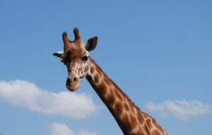 Giraffe - Flamingo Land