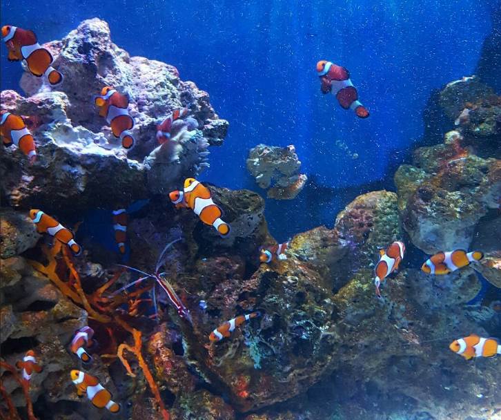 SEA LIFE Blackpool - Clown Fish SEA LIFE Blackpool - Clown Fish
