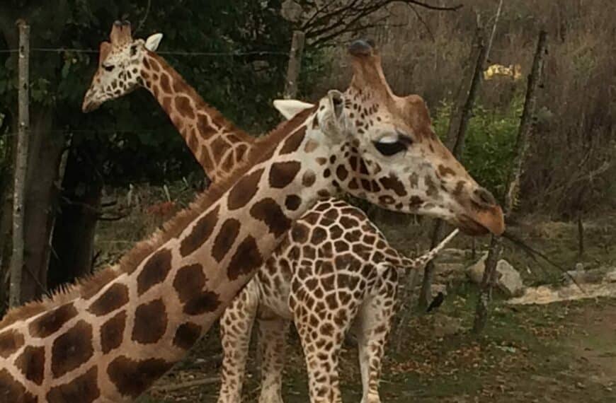 Chessington World of Adventures Resort - Giraffes