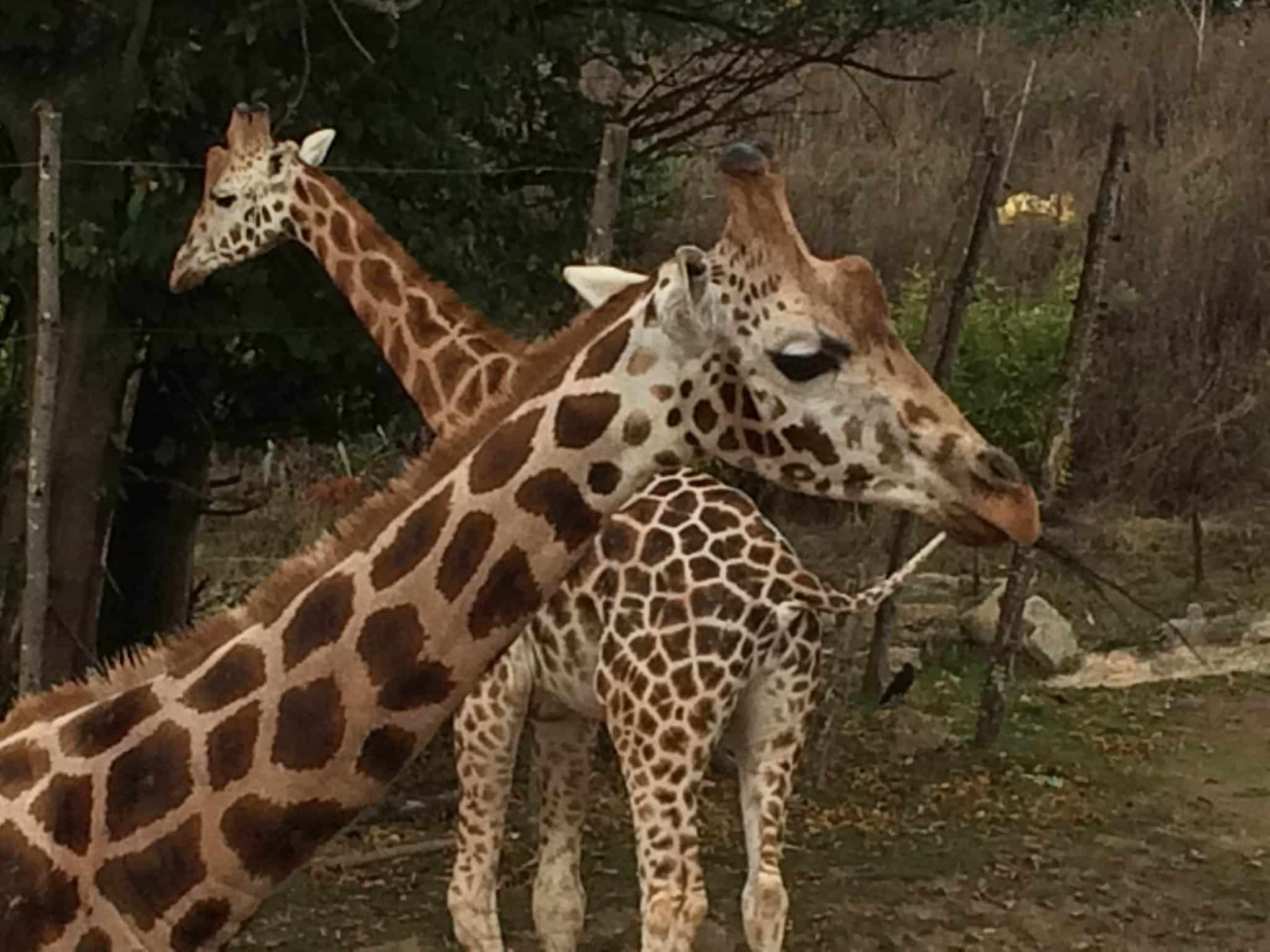 Chessington World of Adventures Resort - Giraffes