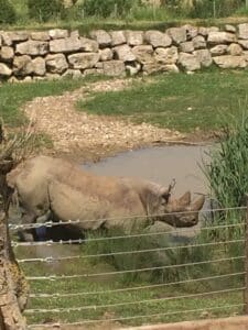 Flamingo Land Review - Black Rhino
