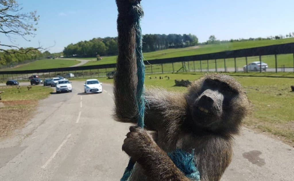 Baboon - Knowsley Safari Park