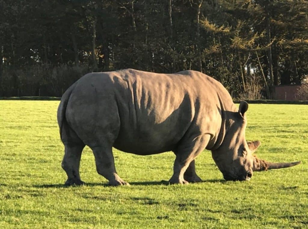 Knowsley Safari Park - Rhino