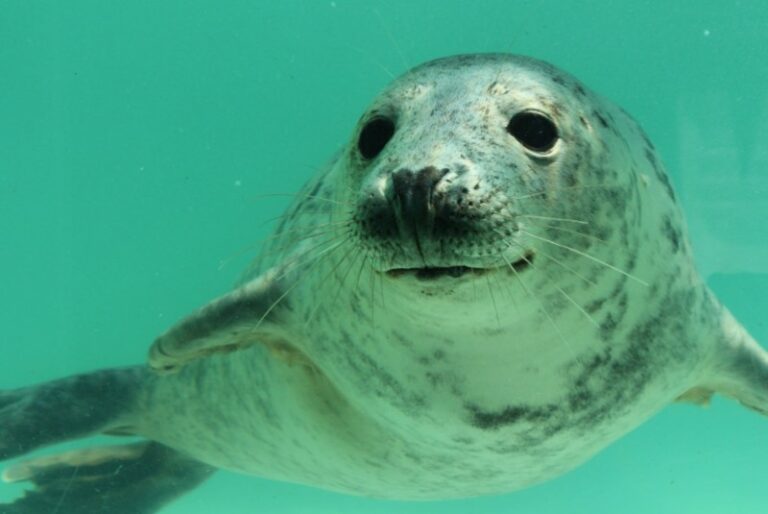 Cornish Seal Sanctuary - Seal