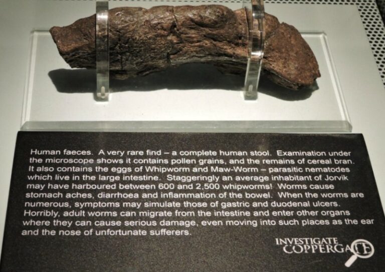 JORVIK Viking Centre - Human Faeces JORVIK Viking Centre - Human Faeces