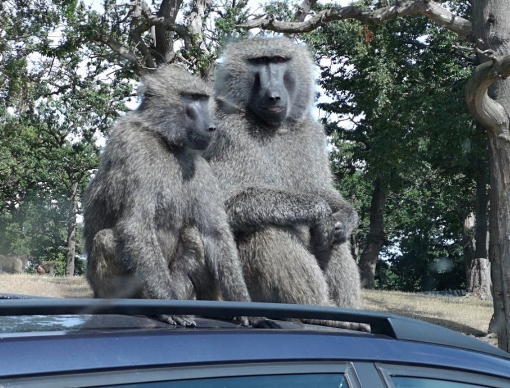 knowsley safari park monkeys