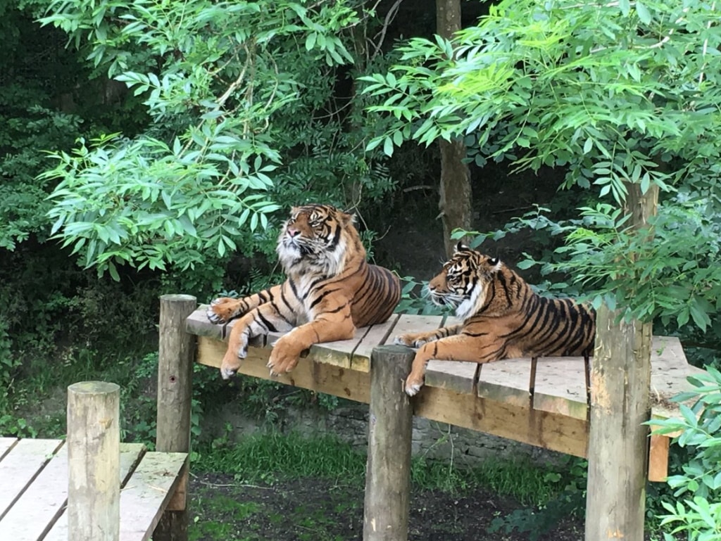 Dudley Zoo - Tigers