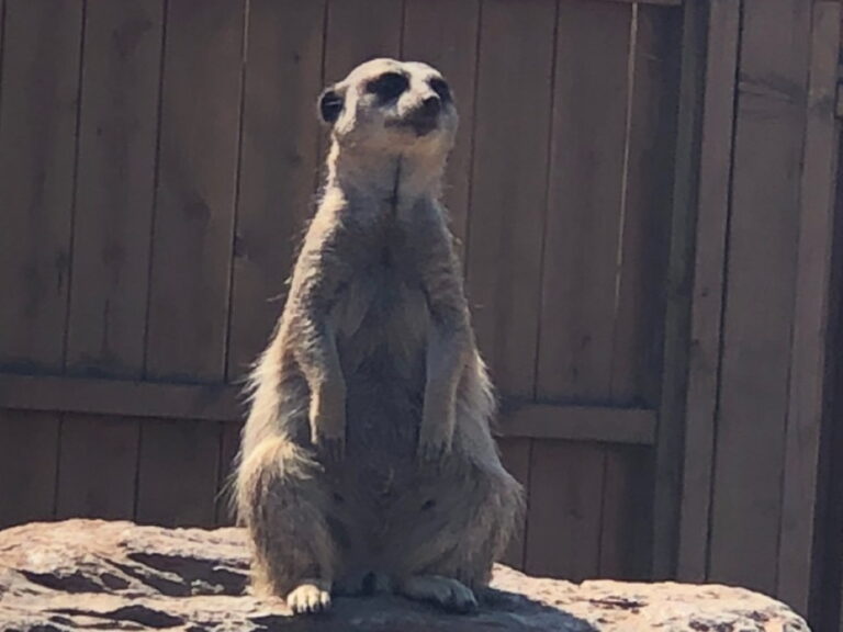 Crealy Theme Park and Resort - Meerkat Manor Crealy Theme Park and Resort - Meerkat Manor