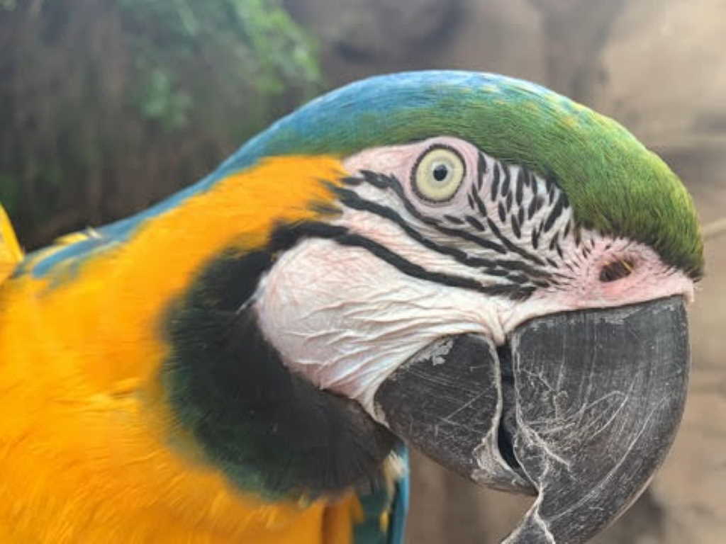 Charlie the Talking Parrot