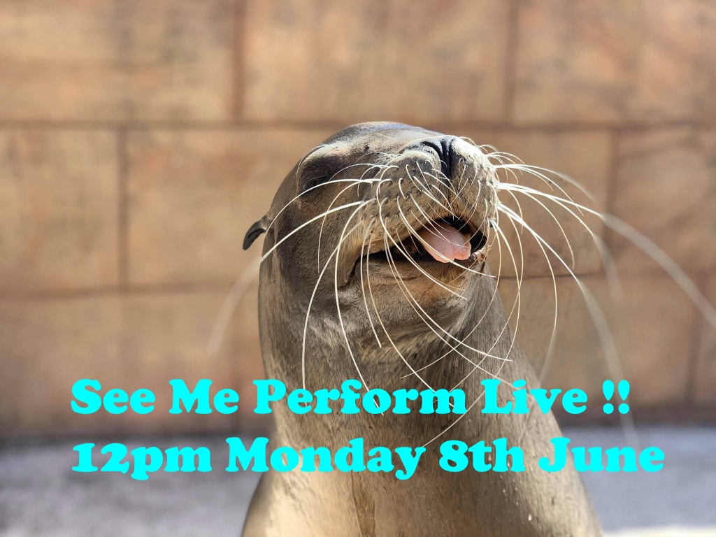 Flamingo Land Resort - Live Sealion Show