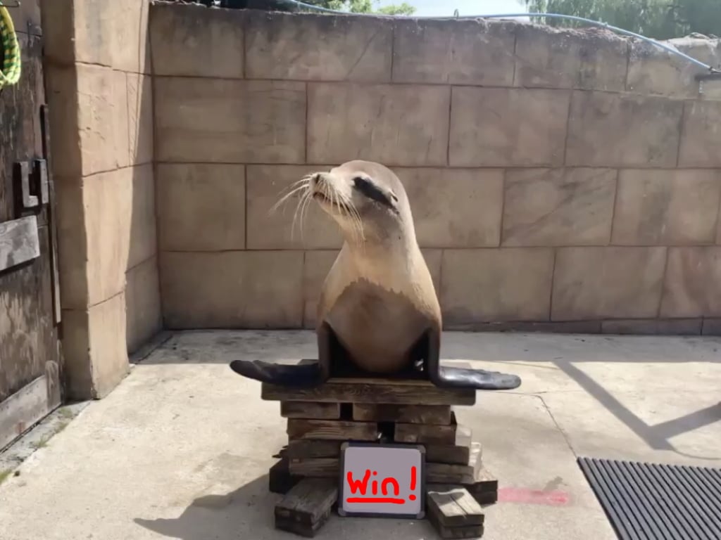 Sea Lion - Win 4 Sea Lion Encounters