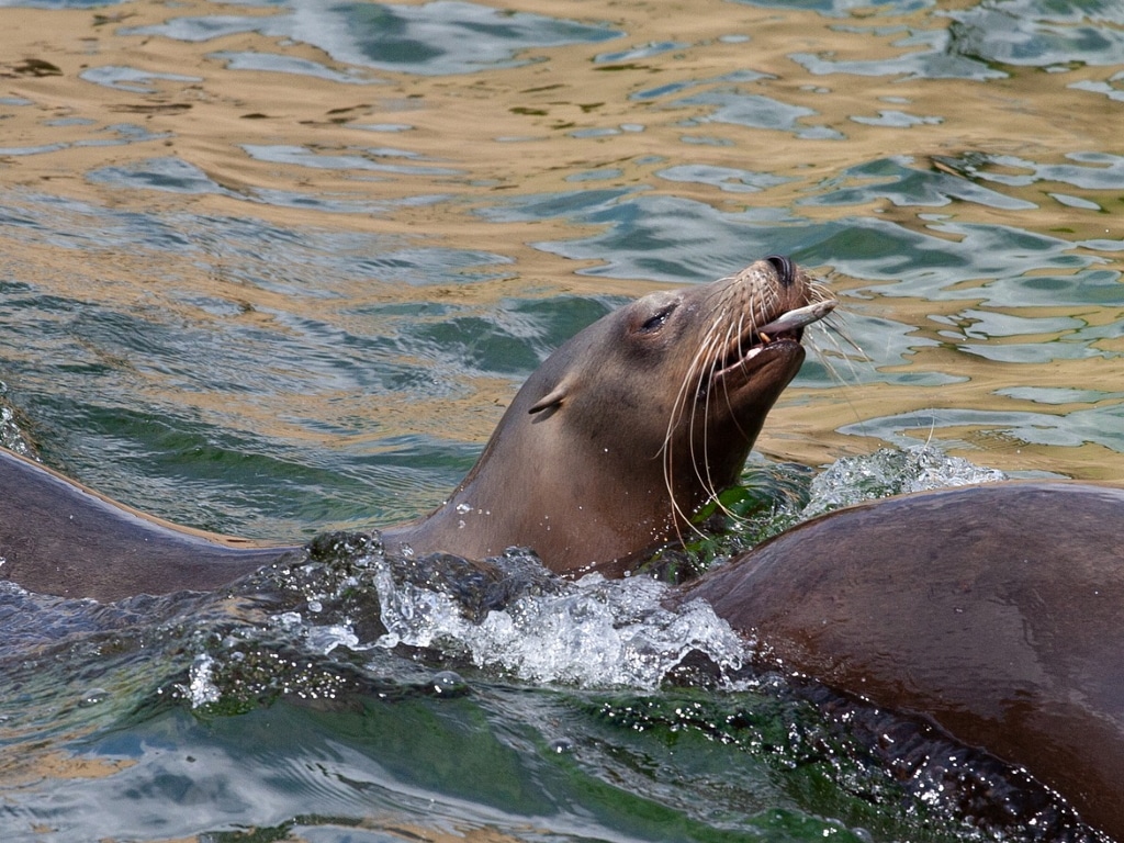 Sea Lion eating Fish
