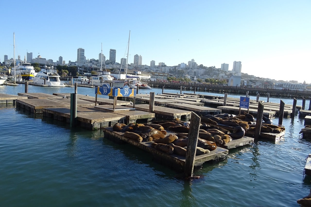 Sea Lions at Pier 39 - San Francisco