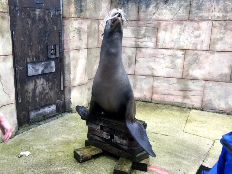 Flamingo Land Resort - Sea Lion Flamingo Land Resort - Sea Lion