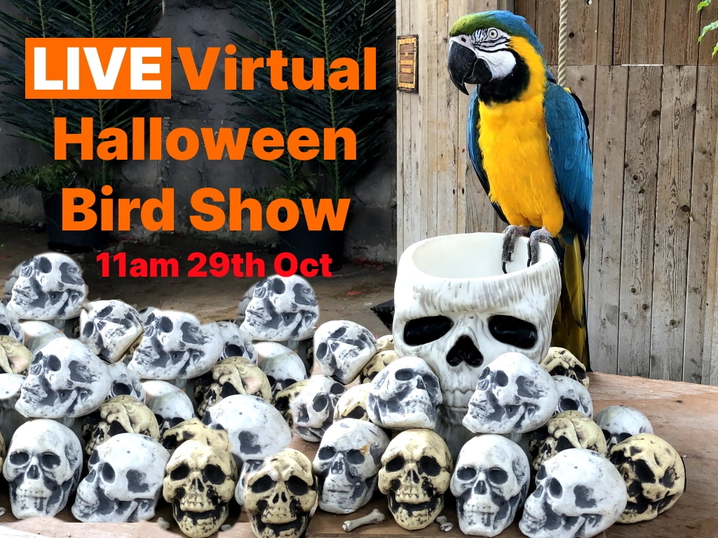 LIVE Virtual Halloween Bird Show