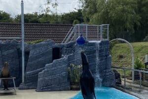 Pleasurewood Hills -Sealions