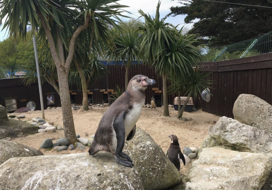 SEA LIFE Weymouth - Penguin Beach