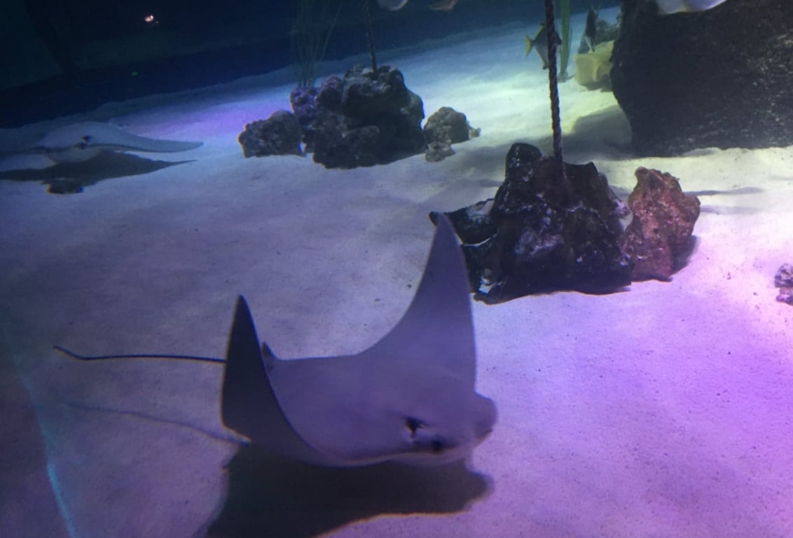 SEALIFE Manchester - Sting Rays