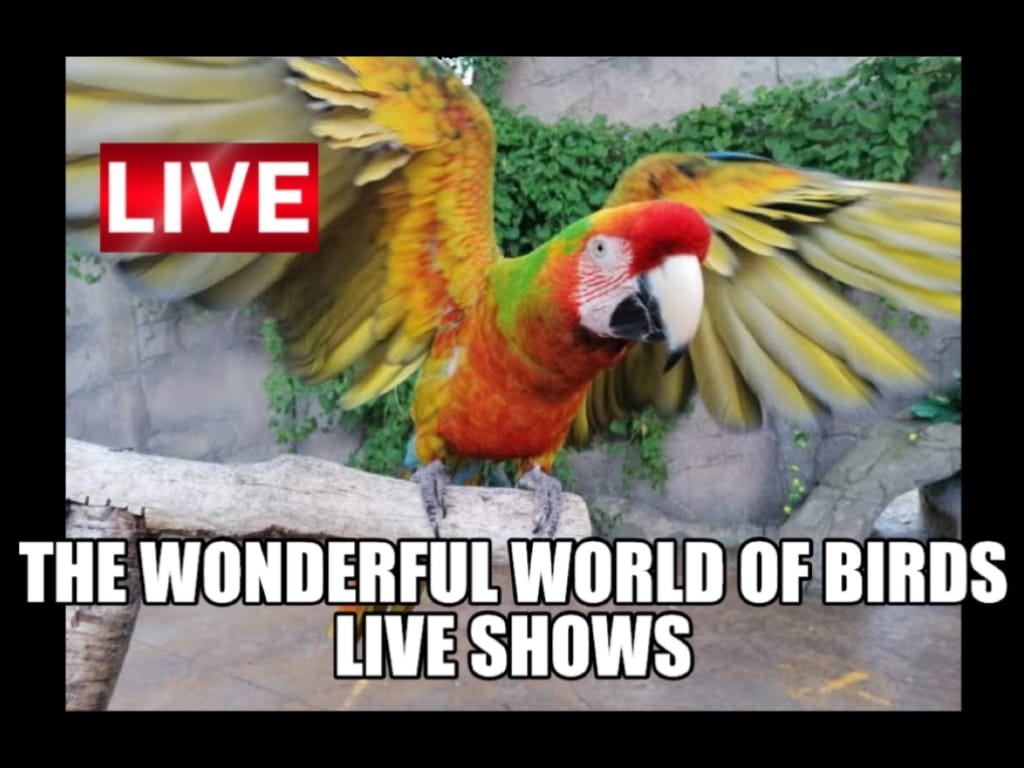 The Wonderful World of Birds