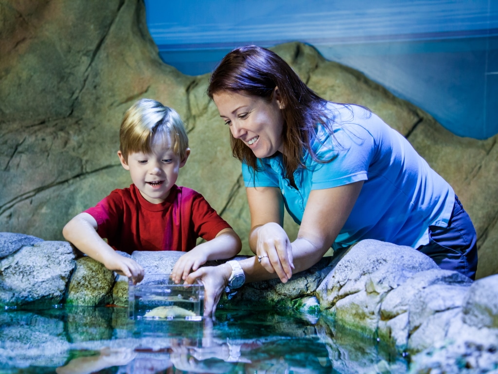 SEA LIFE Interactive Rock Pool