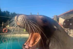 Marvin the Sealion