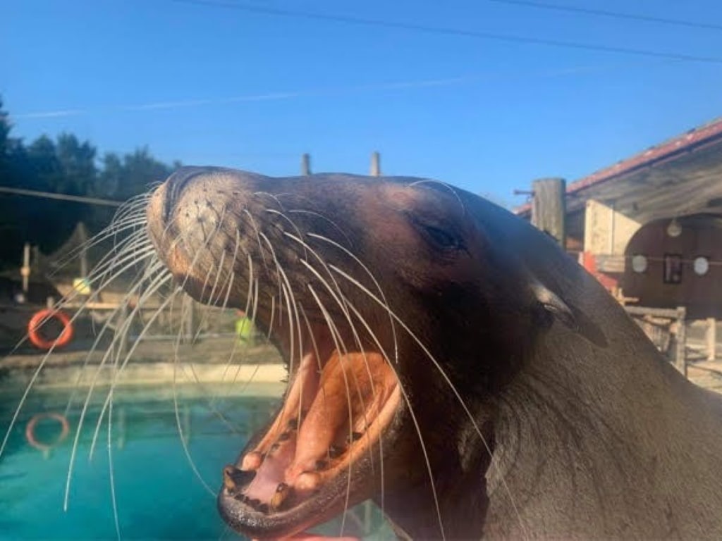 Marvin the Sealion