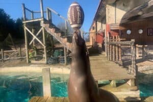 Merlin the Sea Lion