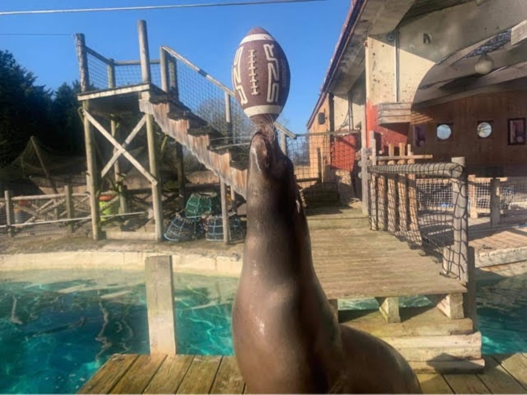 Merlin the Sealion at Flamingo Land Resort | Attractions Near Me