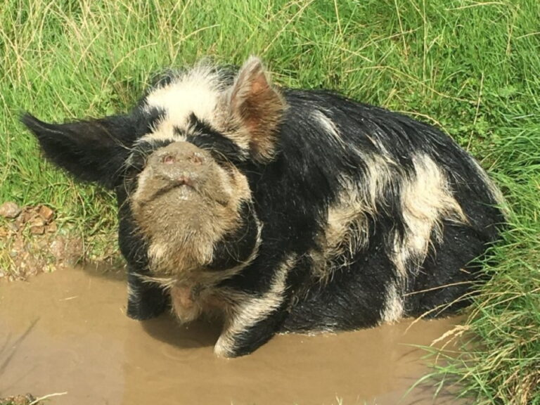 Camel Creek Adventure Park - Warthogn Camel Creek Adventure Park - Warthogn